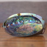 Abalone Shell