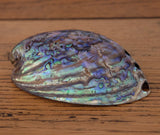 Abalone Shell