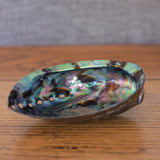 Abalone Shell