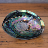 Abalone Shell