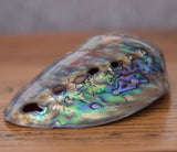 Abalone Shell