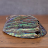 Abalone Shell