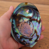 Abalone Shell