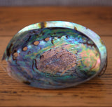 Abalone Shell