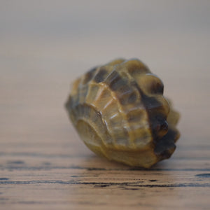 Tigers Eye Crystal Clam Shell